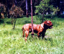 Mort B3.jpg (57847 bytes)