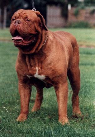 kimbo 1.jpg (45228 bytes)