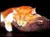 Kitti