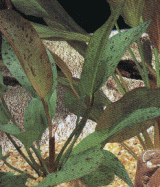 Echinodorus x. Ozelot.gif (28186 bytes)