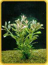 Hygrophila rosanervis.jpg (7431 bytes)