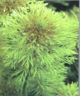 Limnophilia sessiliflora.jpg (5528 bytes)