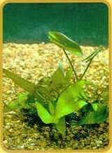 Nymphaea Stellata.jpg (7190 bytes)