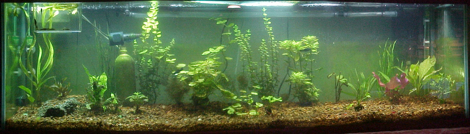Planted125-022704.jpg (160185 bytes)
