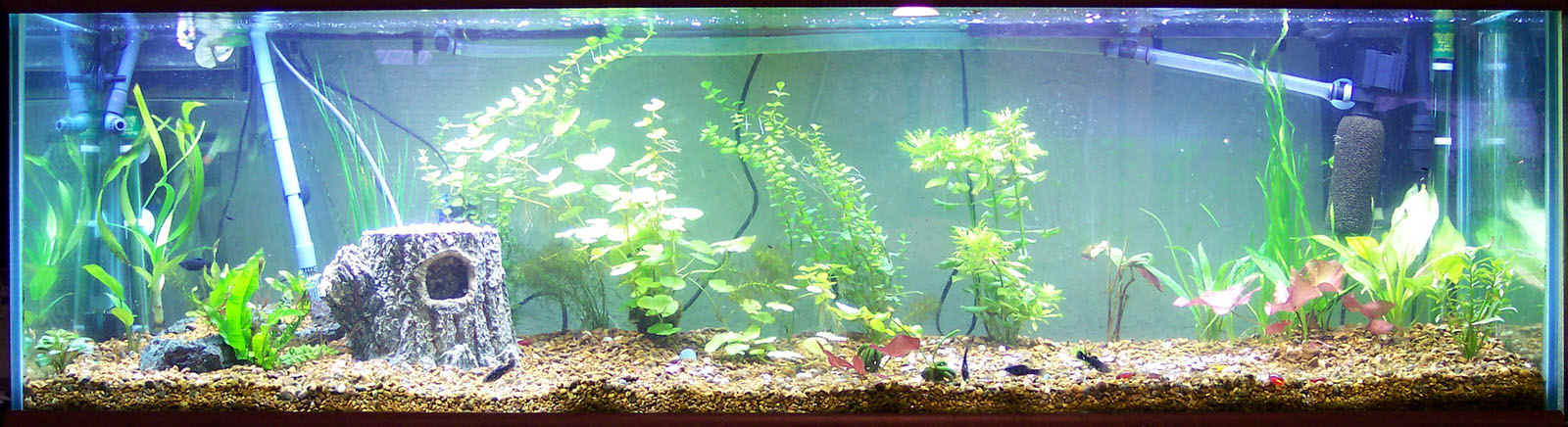 Planted125-030504a.jpg (125267 bytes)