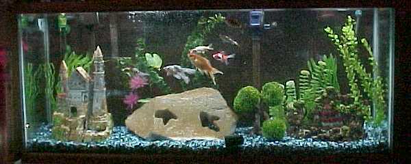 SPGoldfish.jpg (23714 bytes)