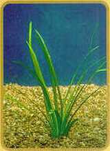 Sagittaria subulata.jpg (6255 bytes)