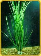 Zephyranthes candida.jpg (6683 bytes)