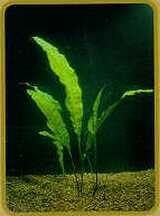 java fern.jpg (4812 bytes)