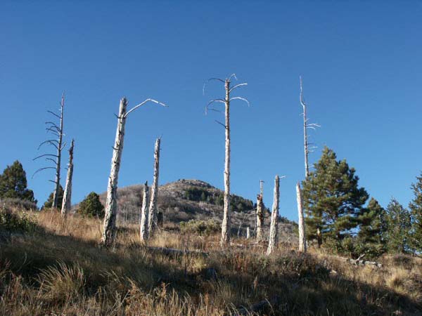 View of Carr Peak