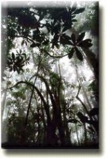 Cloud forest