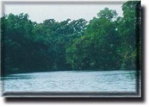 Mangroves at Cuero y Salado Wildlife Reserve