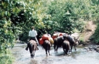 Pack Mules