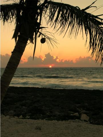 sunset-cocunut