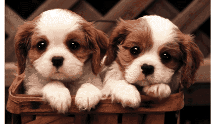Animal Links Page