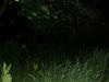 Gypsy Wood Photo