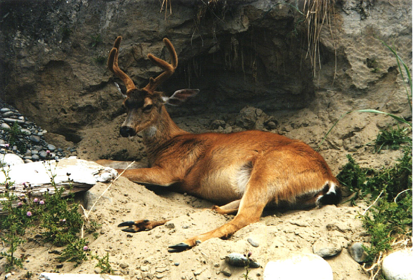 deer 