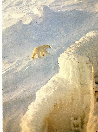 polarbear