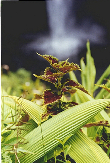 hiplant 