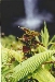 hiplant