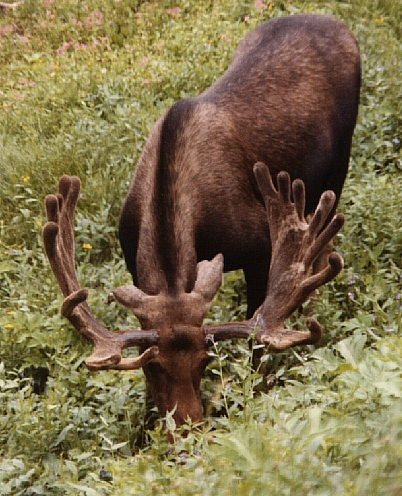 moose 