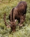 moose