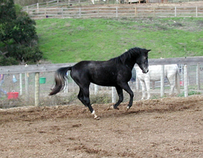 My horse: Maxwell