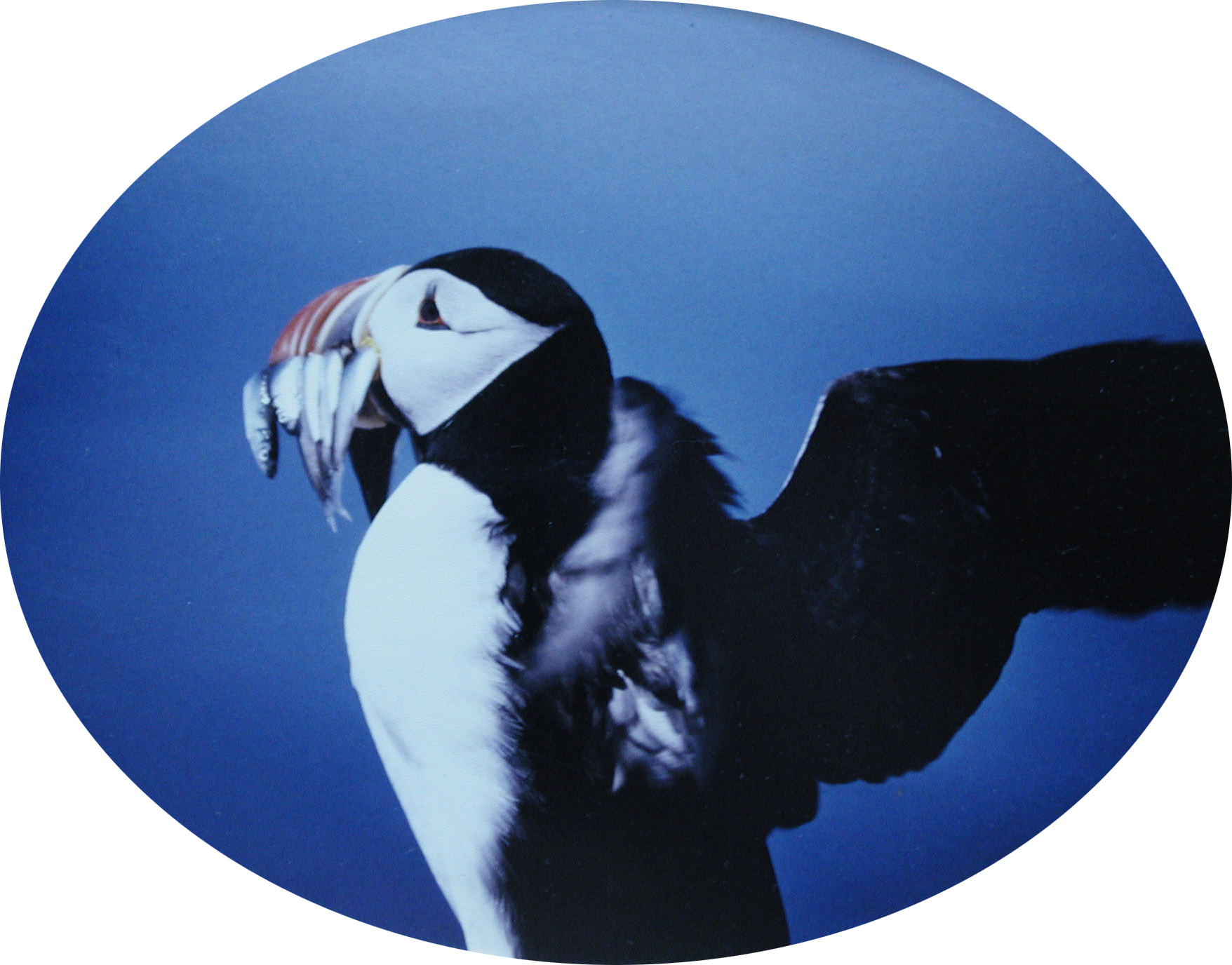 puffin