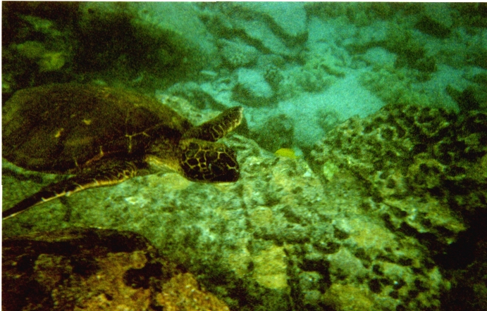 seaturtle
