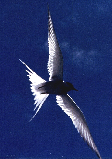 tern1