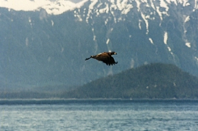 Immature Bald Eagle