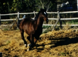 My horse: Maxwell