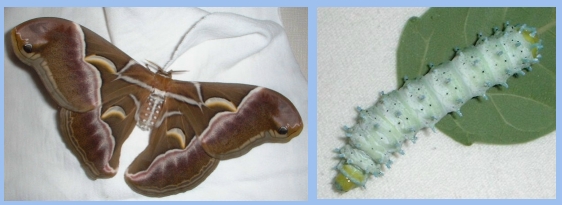 Female Cynthia Moth and Larva