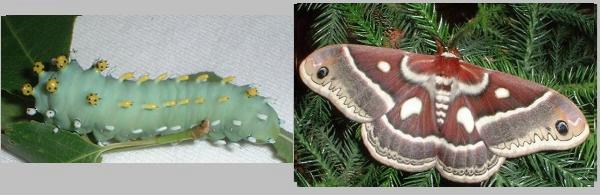 Female Gloveri Moth and Larva