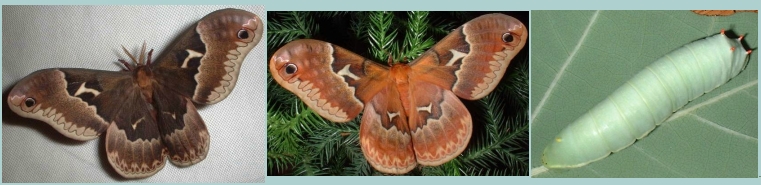 Male and Female Tulip-Tree Moths, and Larva