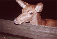 bambi200.jpg (12801 bytes)