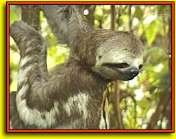 3-Toed Sloth