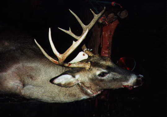 Arkansas Deer