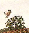 Fly over a tree