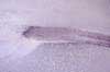 jay_vette_burnout4