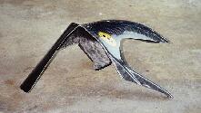 Th_hugger1.jpg (6679 bytes)