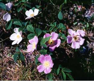 Rocky Mountain Wild Flowers Prickly Rose the floral emblem of Alberta