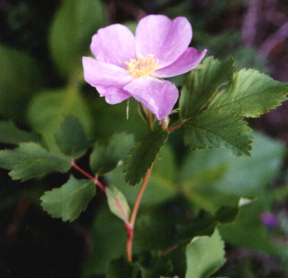 Rocky Mountain Wild Flowers Prickly Rose the floral emblem of Alberta