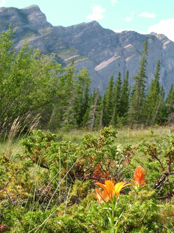 Western Wood Lily