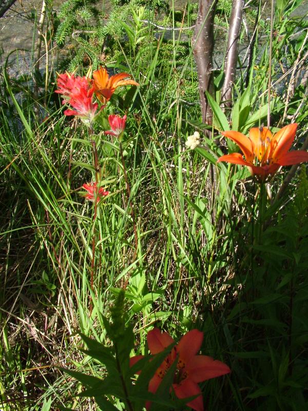 Wood lilly and paintbrush
