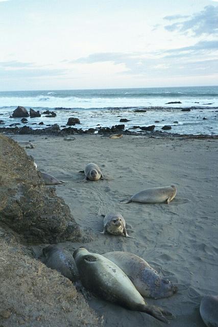 Young Elephant Seals, near San Simeon, CA