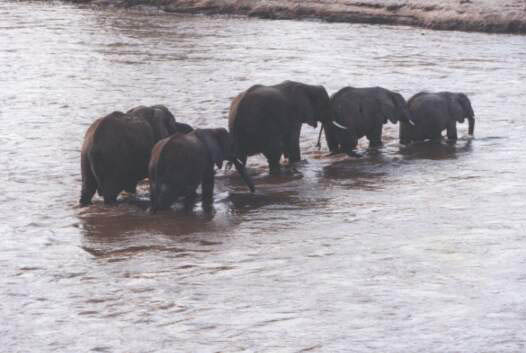 Elephants