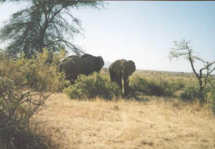 Elephants_2