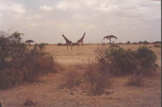 Giraffes