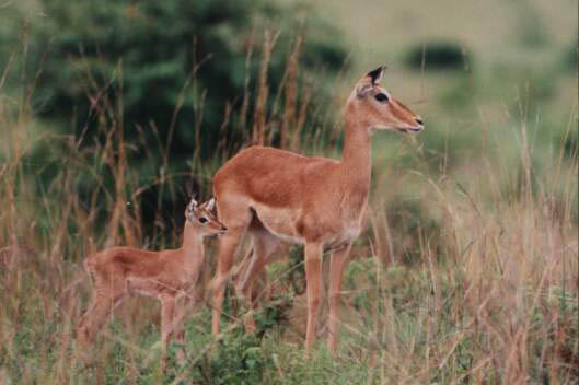 Herbivores